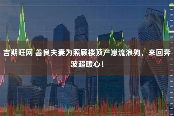 吉期旺网 善良夫妻为照顾楼顶产崽流浪狗，来回奔波超暖心！